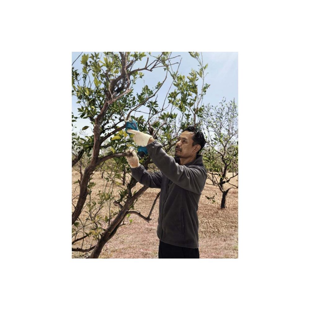 Аккумуляторный секатор Bosch Pro Pruner, 12 В, до 2.5 см, без АКБ и ЗУ, 06019K1020