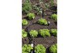 Редуктор давления с фильтром Karcher, 2.645-226.0