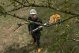 Аккумуляторный высотный секатор DEWALT DCMPP569P1, 18 В, рез до 38 мм, с АКБ 5 Ач и ЗУ (DCMPP569P1-QW)